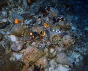 22 ancient shipwrecks discovered around one Greek island chain of Fourni