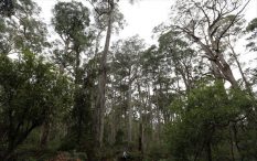 Egyptian researchers discover a way to grow forests in the desert with sewage
