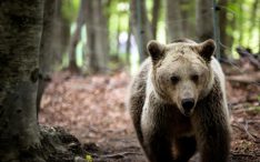 Bear cubs stray into town of Kastoria in northern Greece