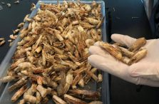 Egyptian researchers turn shrimp shells into biodegradable plastic