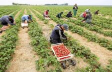 Συμφωνία Ελλάδας – Αιγύπτου για εργάτες γης